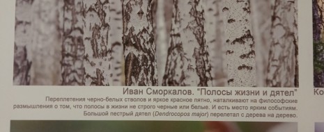 Когда читал лекцию по этологии на летней практике в Пущино, увидел вдруг, как неожиданно обнаруживается маскировочность окраски больших пёстрых дятлов — на вывешенных там фото 9й конкурса научной фотографии "Стихии науки", проводимого "Наукой и жизнью". А вот недавно маскировочность окраски дятлов была показана строго, и именно на кормовых деревьях — для...