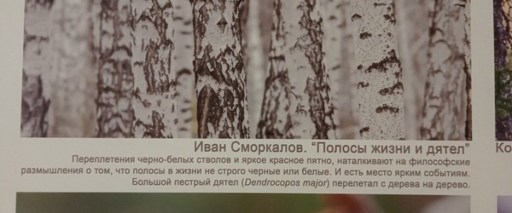 Когда читал лекцию по этологии на летней практике в Пущино, увидел вдруг, как неожиданно обнаруживается маскировочность окраски больших пёстрых дятлов — на вывешенных там фото 9й конкурса научной фотографии "Стихии науки", проводимого "Наукой и жизнью". А вот недавно маскировочность окраски дятлов была показана строго, и именно на кормовых деревьях — для...